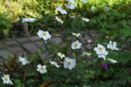 Anemone 'Honorine Jobert'Herfstanemoon bestellen